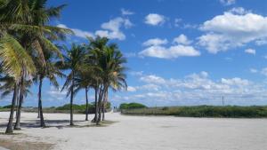 Miami beach and palm trees in February (yea, it is winter here...)